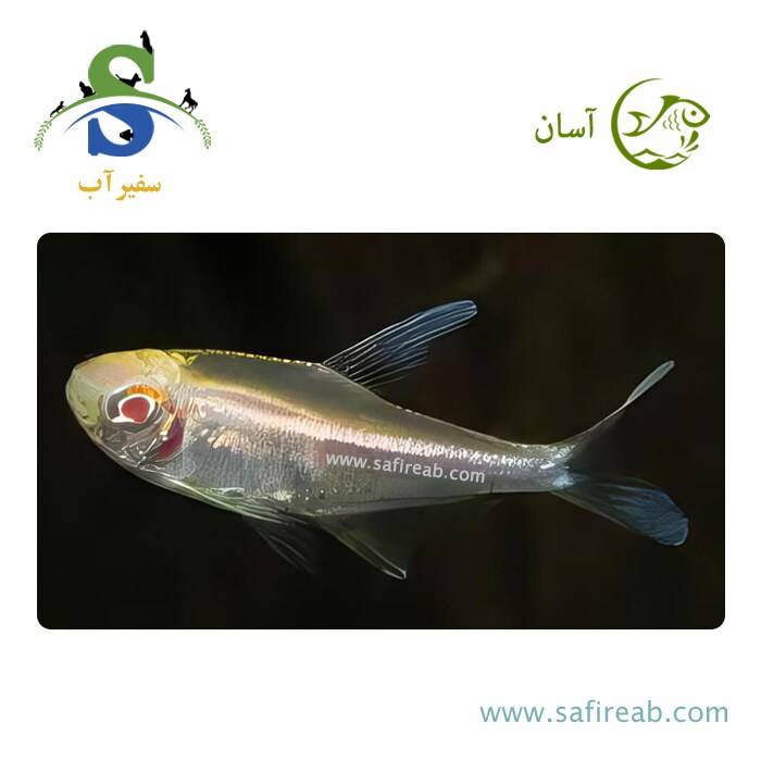 ماهی تترا نئون مشکی آلبینو
