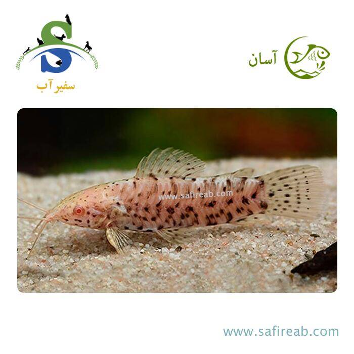 ماهی کت هپلو آلبینو