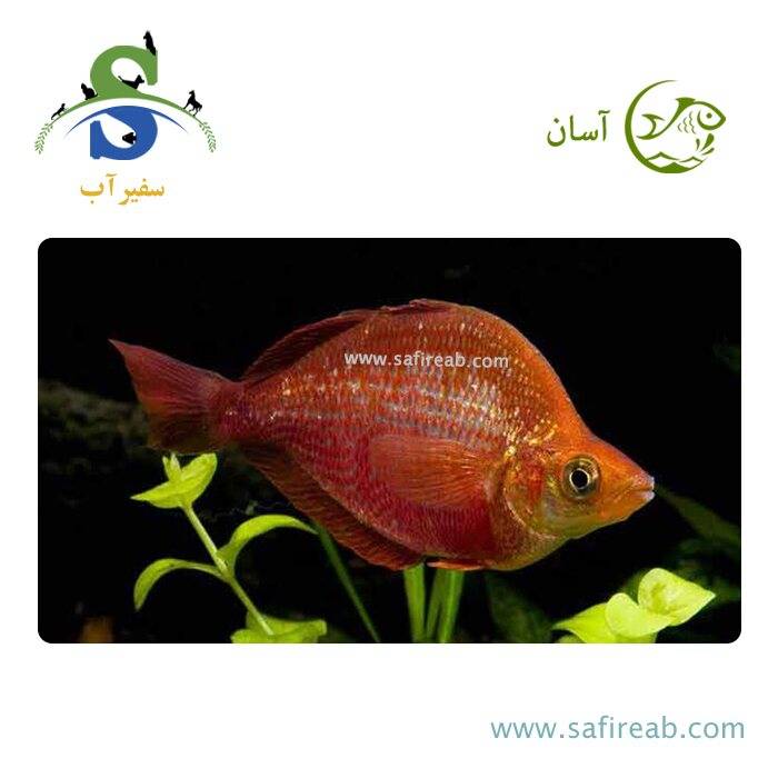 ماهی رمبو قرمز بالن