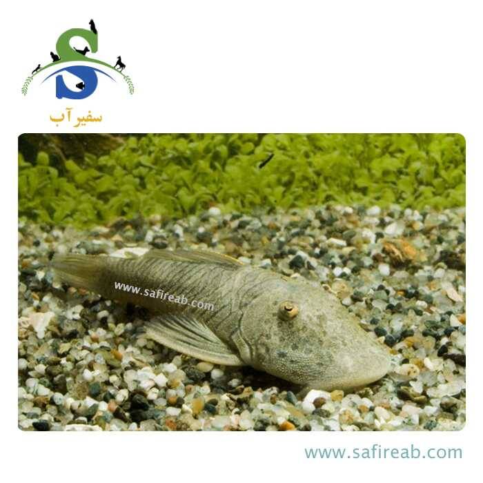 ماهی پلکو بولداگ L187B - Image 2