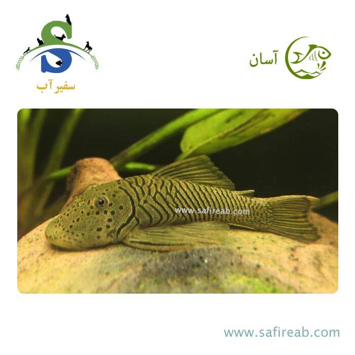 ماهی پلکو بولداگ L187B