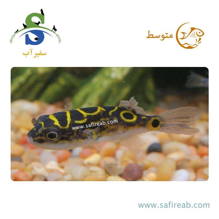 ماهی پافر فیگور 8