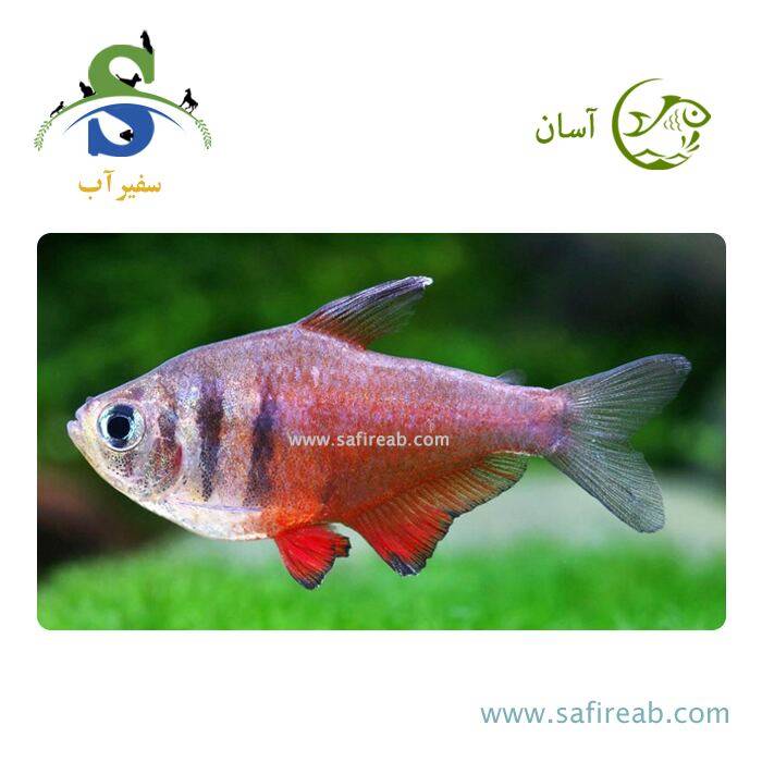 ماهی تترا فلیم