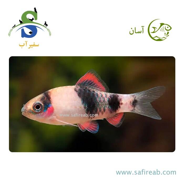 ماهی بارب ملون