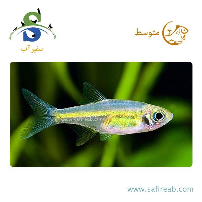 ماهی رازبورا نئون گرین