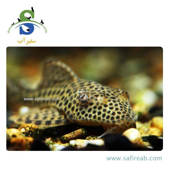 ماهی پلکو رد فین ترشر L116 - Image 2