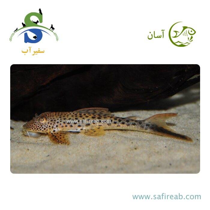 ماهی پلکو رد فین ترشر L116