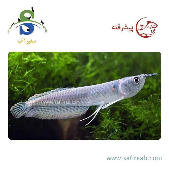 ماهی آروانا سیلور