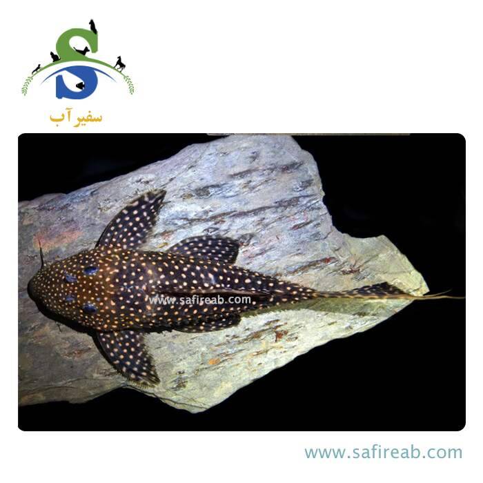 ماهی پلکو تایفون LDA105 - Image 2