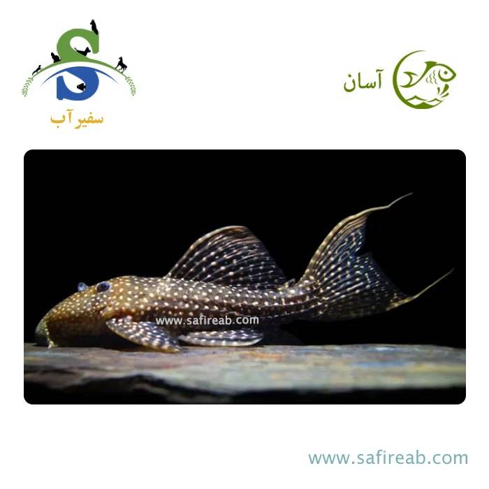 ماهی پلکو تایفون LDA105