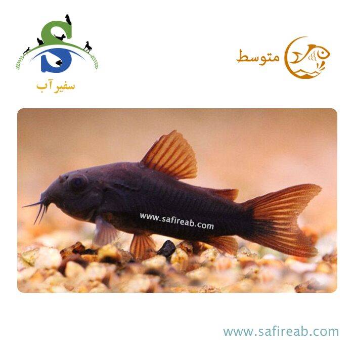 ماهی کوریدوراس بلک ونزوئلا