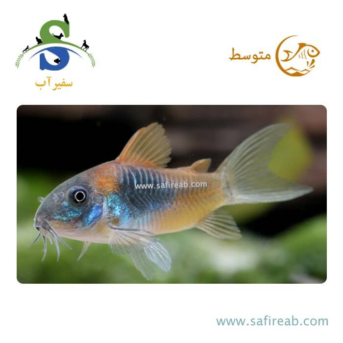 ماهی کوریدوراس ارنج ونزوئلا