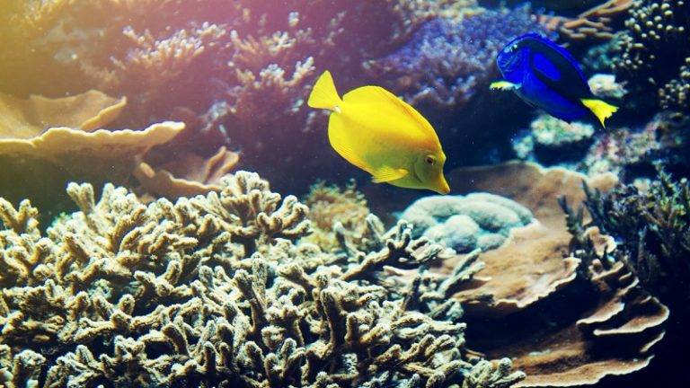 راهنمای تغذیه صحیح ماهی‌های آکواریومی