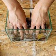 Common mistakes of beginners in setting up and maintaining an aquarium