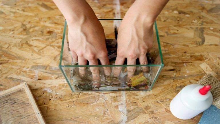 Common mistakes of beginners in setting up and maintaining an aquarium