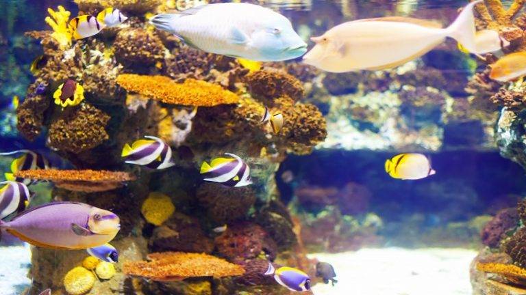سبک های مختلف طراحی آکواریوم