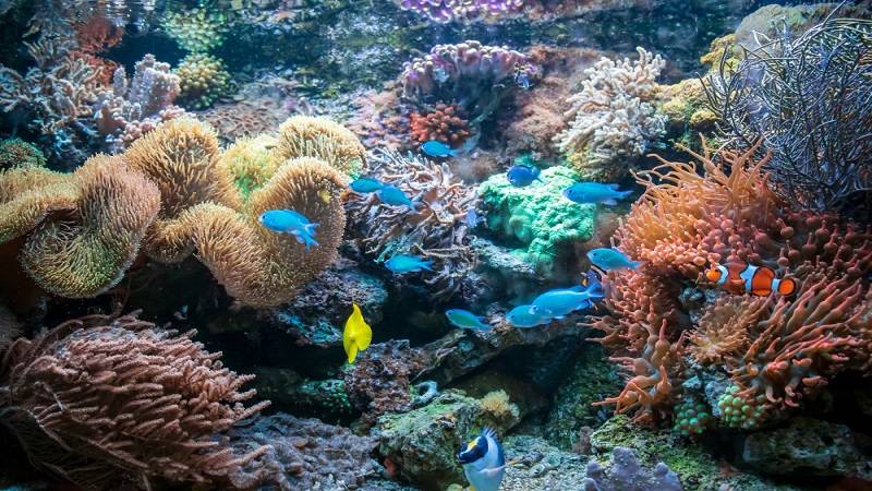 نقش گیاهان زنده در آکواریوم و مزایای آنها