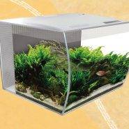 The most suitable aquarium for small fish