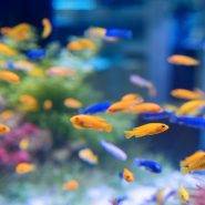 راهنمای راه اندازی آکواریوم آب شور