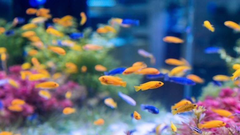 راهنمای راه اندازی آکواریوم آب شور