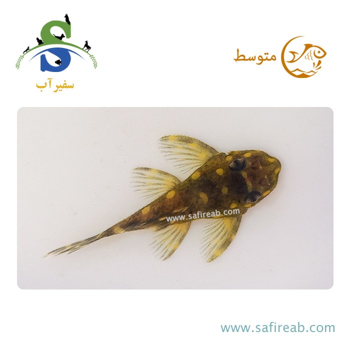 ماهی پلکو اسنوبال L201
