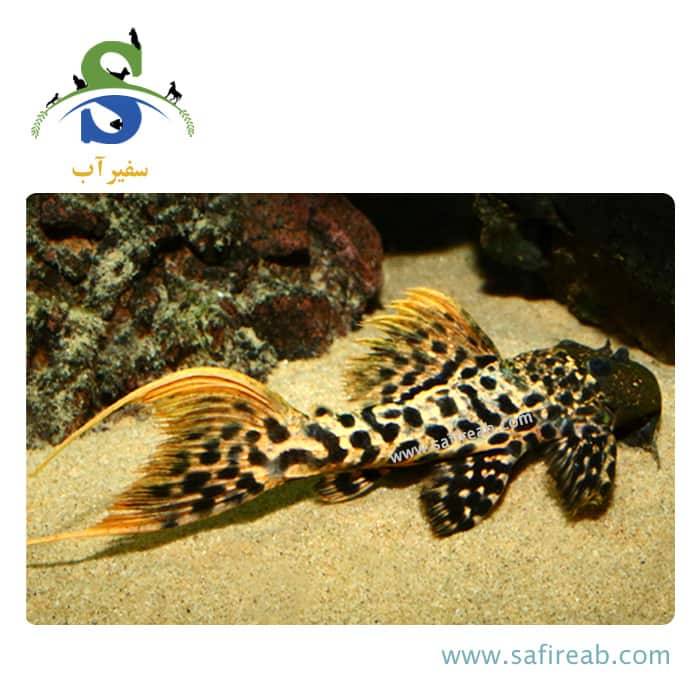 ماهی پلکو رد تایتانیک L273 - Image 2