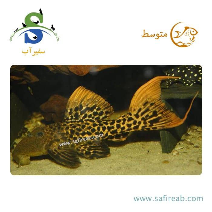 ماهی پلکو رد تایتانیک L273