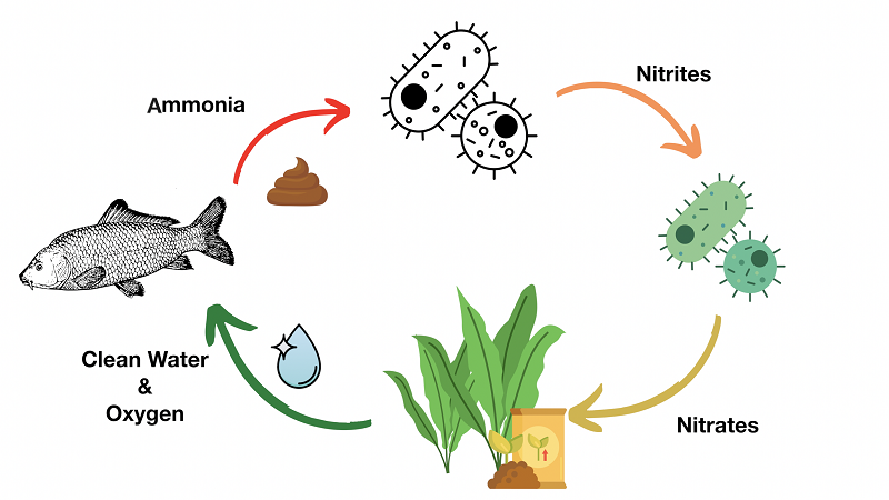 چرخه نیتروژن در آکواریوم