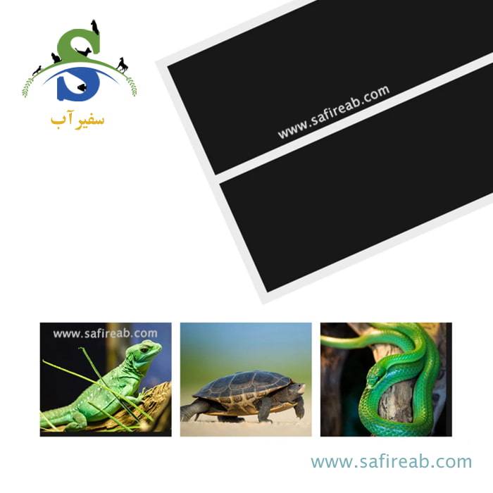 تشک حرارتی خزندگان 20W رپتی زوو SHM20 - Image 4