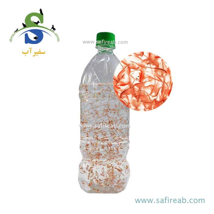 آرتمیا زنده تازه بطری یک لیتری - Image 2