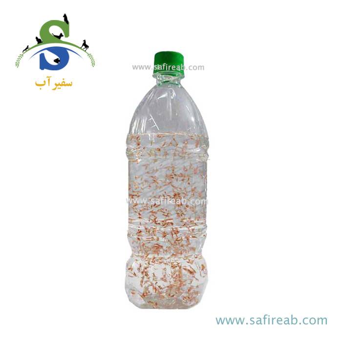 آرتمیا زنده تازه بطری یک لیتری