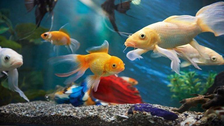 تقویت رنگ ماهی
