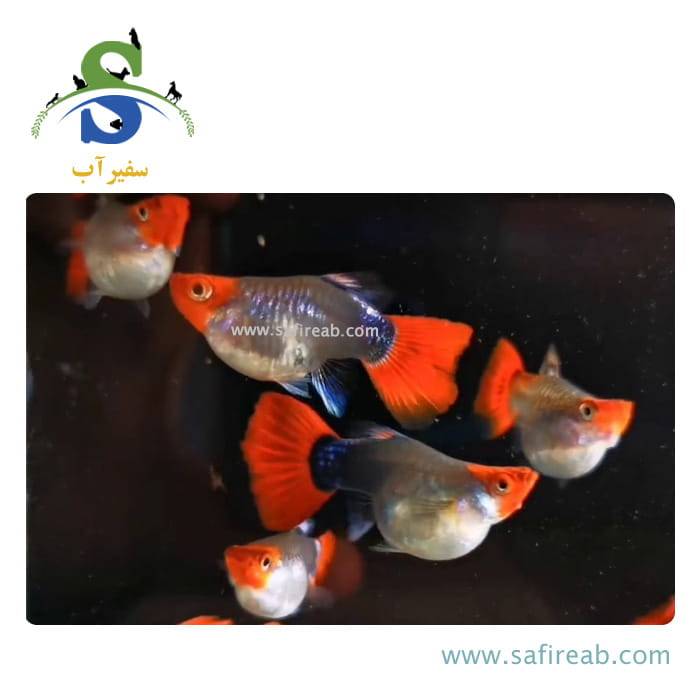 ماهی گوپی بالن کوی توکسیدو - Image 2