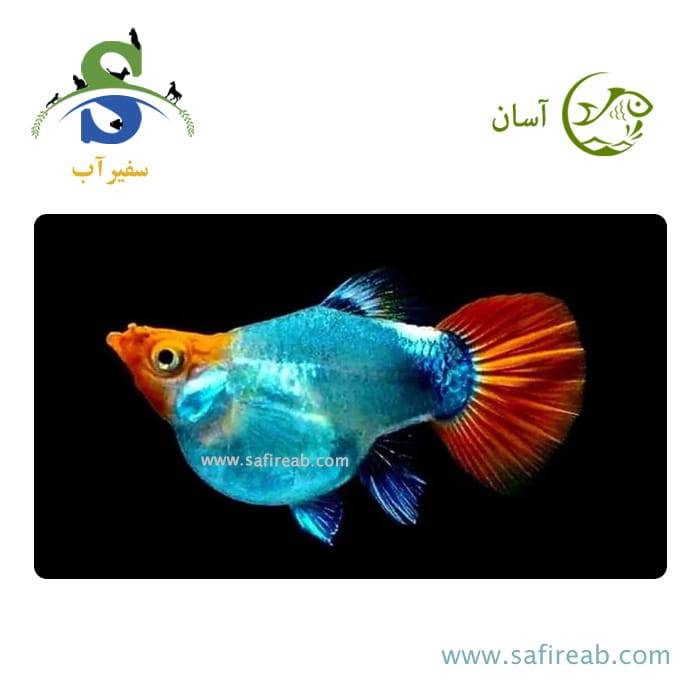 ماهی گوپی بالن کوی توکسیدو