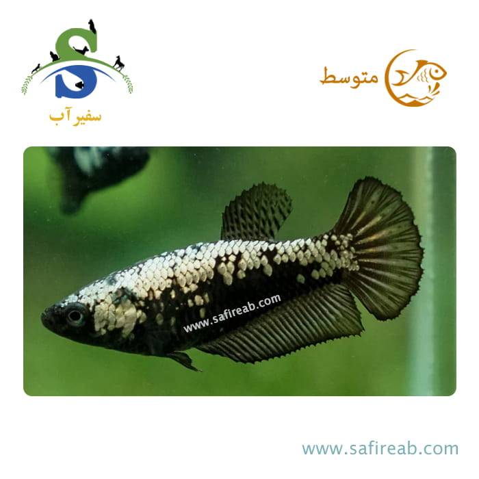 ماهی فایتر پلاکت سامورایی