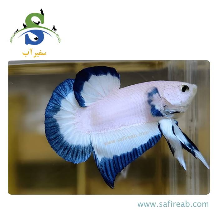 ماهی فایتر پلاکت بلوریم - Image 2