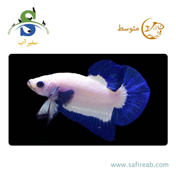 ماهی فایتر پلاکت بلوریم