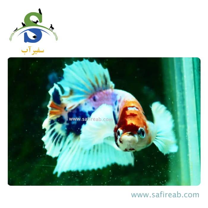 ماهی فایتر پلاکت بیگ ایر کندی - Image 2