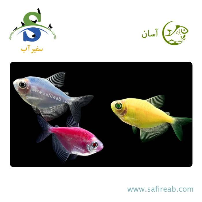 ماهی تترا کالر ویدو (رنگ های مختلف)