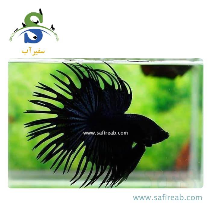 ماهی فایتر دم ریش مشکی - Image 2