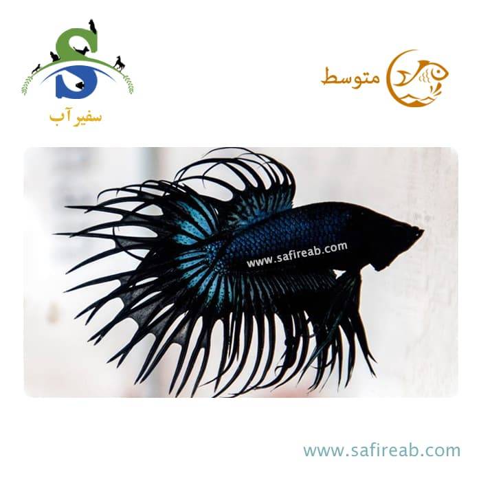 ماهی فایتر دم ریش مشکی