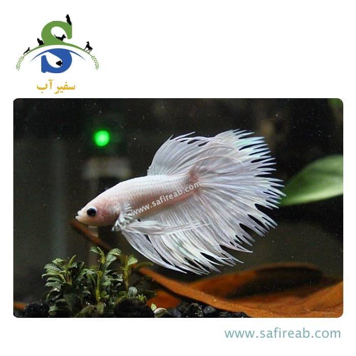ماهی فایتر دم ریش سفید - Image 2