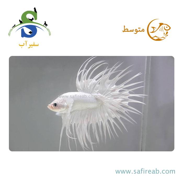 ماهی فایتر دم ریش سفید
