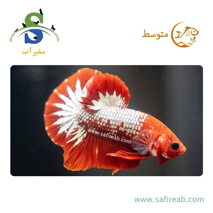 ماهی فایتر پلاکت FCCP