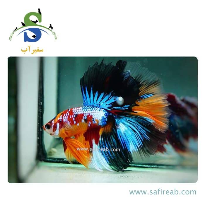ماهی فایتر هافمون گلکسی - Image 2