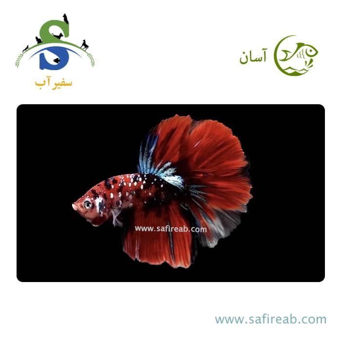ماهی فایتر هافمون گلکسی