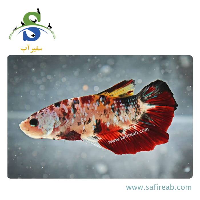ماهی فایتر پلاکت کوی - Image 2