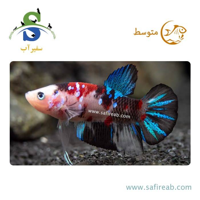 ماهی فایتر پلاکت کوی