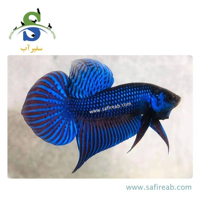 ماهی فایتر ماهاچای - Image 2