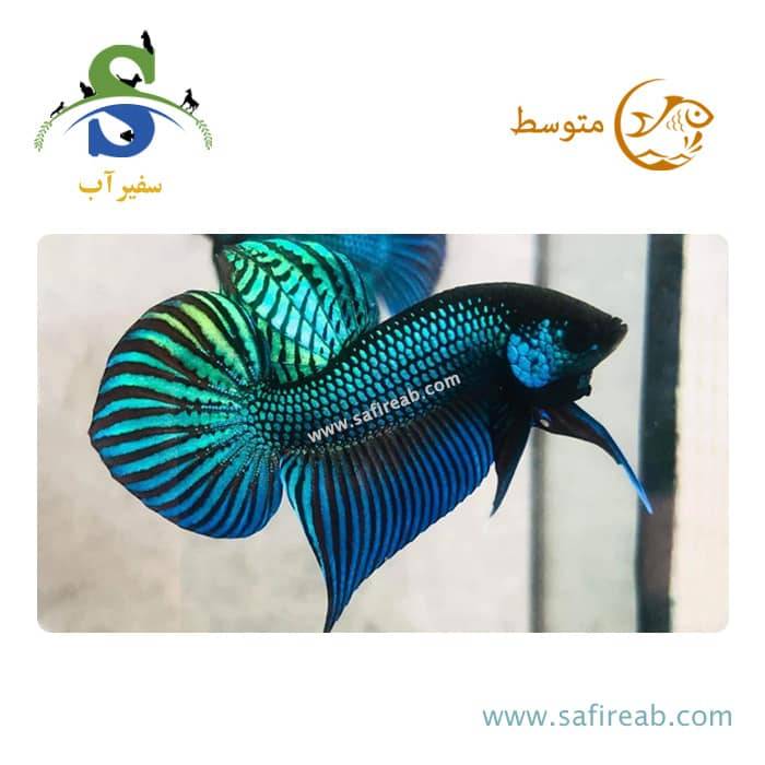 ماهی فایتر ماهاچای